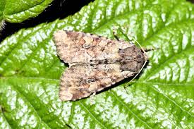 Attēlu rezultāti vaicājumam “Apamea ophiogramma”