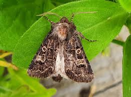 Attēlu rezultāti vaicājumam “Tholera cespitis”