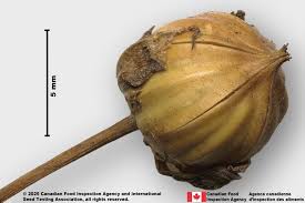 Attēlu rezultāti vaicājumam “Linum usitatissimum bud”