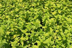 Attēlu rezultāti vaicājumam “Origanum vulgare leaf”