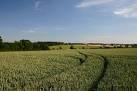 Brands Lane forms the boundary between the parishes of Bradfield St Andrew - via Daymix