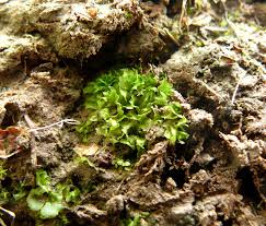 Attēlu rezultāti vaicājumam “Fossombronia foveolata”