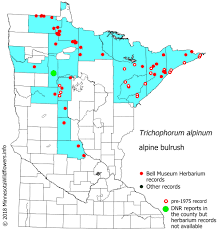 Attēlu rezultāti vaicājumam “Trichophorum alpinum fruit”