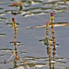 Attēlu rezultāti vaicājumam “Myriophyllum alterniflorum leaf”