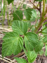 Attēlu rezultāti vaicājumam “Rubus idaeus leaf”
