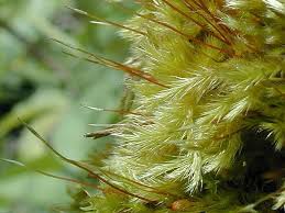 Attēlu rezultāti vaicājumam “Pylaisia polyantha”