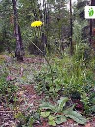 Attēlu rezultāti vaicājumam “Hypochaeris maculata leaf”