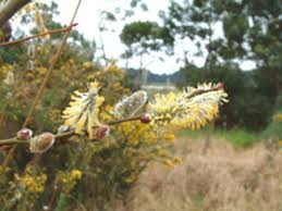 Attēlu rezultāti vaicājumam “Salix cinerea female flower”