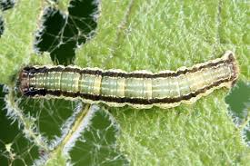 Attēlu rezultāti vaicājumam “Hydria undulata”