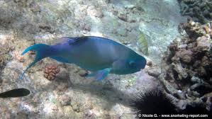 Image result for Scarus rubroviolaceus