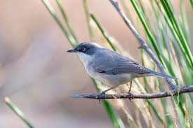 Image result for Sylvia hortensis