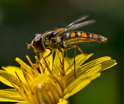 Attēlu rezultāti vaicājumam “Episyrphus balteatus”