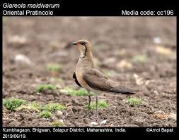 Image result for Glareola maldivarum