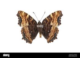 Attēlu rezultāti vaicājumam “Nymphalis polychloros upperside”