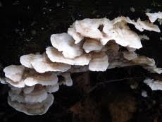 Attēlu rezultāti vaicājumam “Postia floriformis”