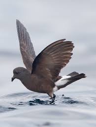 Image result for Oceanodroma monorhis