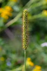 Attēlu rezultāti vaicājumam “Setaria glauca”