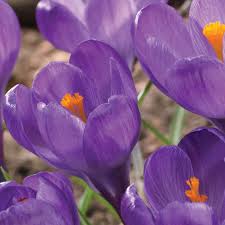 Attēlu rezultāti vaicājumam “Crocus vernus subsp. vernus”