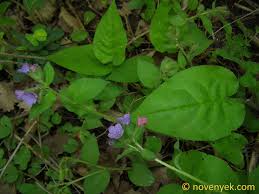 Attēlu rezultāti vaicājumam “Pulmonaria obscura”