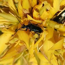 Attēlu rezultāti vaicājumam “Gaurotes virginea”