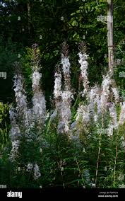 Attēlu rezultāti vaicājumam “Epilobium angustifolium flower”