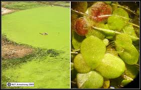 Attēlu rezultāti vaicājumam “Lemna gibba”