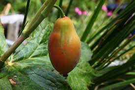 Attēlu rezultāti vaicājumam “Podophyllum hexandrum fruit”