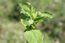 Attēlu rezultāti vaicājumam “Stellaria media flower”