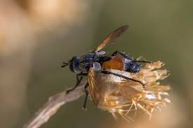 Attēlu rezultāti vaicājumam “Cylindromyia sp.”