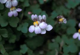 Attēlu rezultāti vaicājumam “Saxifraga cymbalaria”
