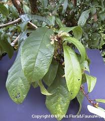 Attēlu rezultāti vaicājumam “Cribraria rubiginosa”