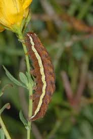 Attēlu rezultāti vaicājumam “Actinotia polyodon”