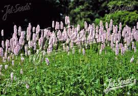 Attēlu rezultāti vaicājumam “Bistorta major fruit”