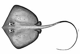 Image result for Bathytoshia centroura