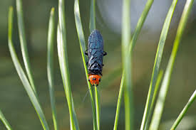 Attēlu rezultāti vaicājumam “Pamphiliidae”
