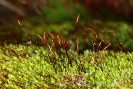 Attēlu rezultāti vaicājumam “Barbula unguiculata macro”