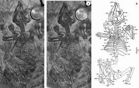 Image result for Co de Crista Chins