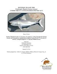 Image result for Lamna nasus