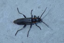 Attēlu rezultāti vaicājumam “Cantharis obscura”