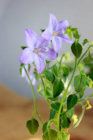 Image result for Campanula isophylla
