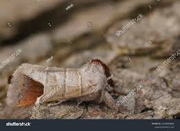 Attēlu rezultāti vaicājumam “Clostera curtula”