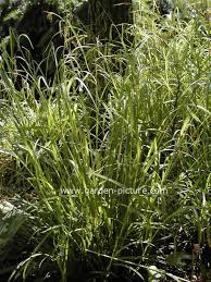 Attēlu rezultāti vaicājumam “Carex sylvatica flower”