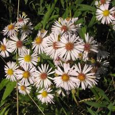 Attēlu rezultāti vaicājumam “Symphyotrichum x salignum flower”