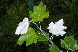 Attēlu rezultāti vaicājumam “Populus alba”