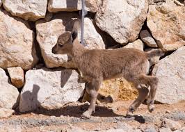 Attēlu rezultāti vaicājumam “Capra juvenile”