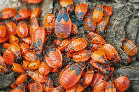 Attēlu rezultāti vaicājumam “Pyrrhocoris apterus nymph”