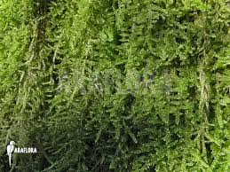 Attēlu rezultāti vaicājumam “Hypnum cupressiforme”