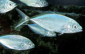 Image result for Caranx ruber