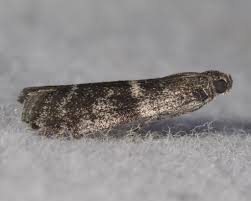 Attēlu rezultāti vaicājumam “Apomyelois bistriatella”