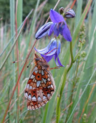 Attēlu rezultāti vaicājumam “Clossiana selene upperside”